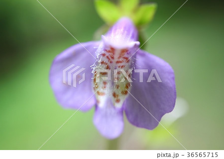 ムラサキサギゴケ 紫花 雑草 野草の写真素材