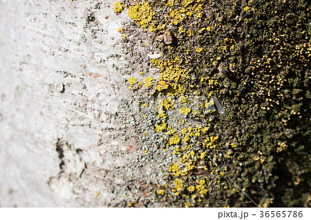 生木 テクスチャー 生木 テクスチャー 36565786