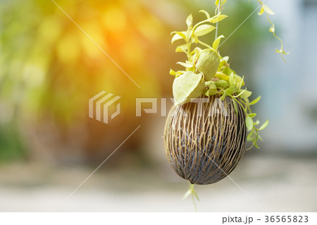 Asclepiadaceae, Dischidia pectinoides Peari Asclepiadaceae, Dischidia pectinoides Peari 36565823