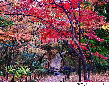 歩けば心が弾む。紅葉が映える、初冬の散歩道である。 歩けば心が弾む。紅葉が映える、初冬の散歩道である。 36566517