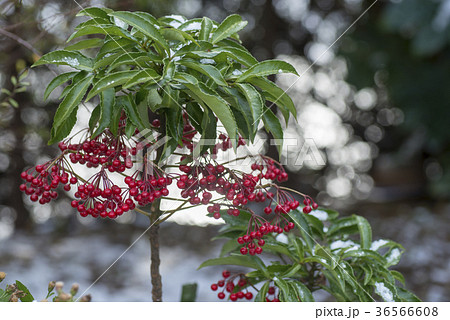 マンリョウ マンリョウ 36566608