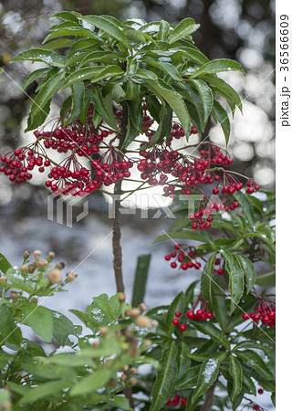 マンリョウ 36566609