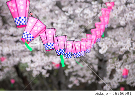 桜とランタン 桜とランタン 36566991