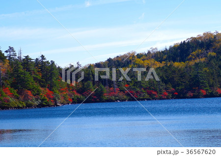 白駒池の紅葉 白駒池の紅葉 36567620