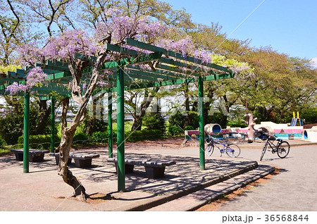 藤の花咲く元横山公園 八王子市の写真素材