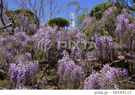 藤の花咲く大善寺 八王子市の写真素材