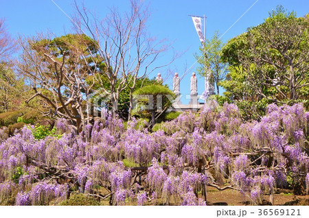 藤の花咲く大善寺 八王子市の写真素材