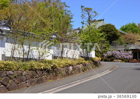 藤の花咲く大善寺　八王子市 36569130