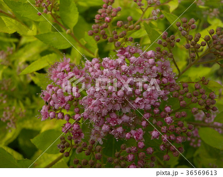 シモツケ シモツケ 36569613