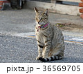 猫 ねこ ネコ 36569705