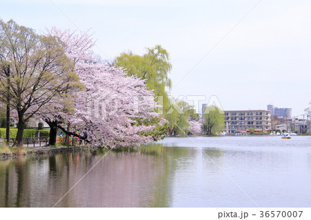 東京の桜 石神井公園の写真素材