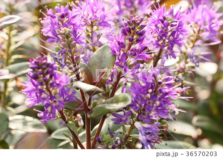 ベロニカグレース 36570203