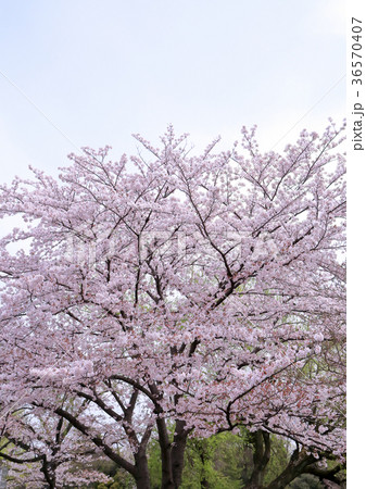 東京の桜 石神井公園の写真素材