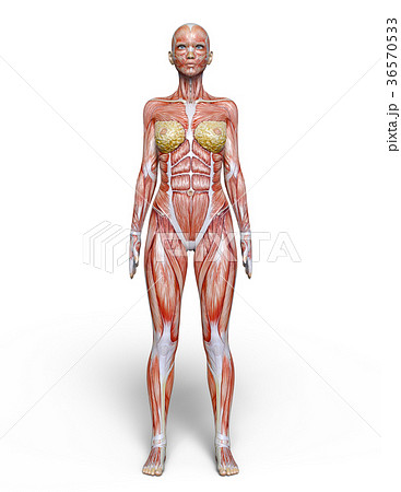 Female human body model - Stock Illustration [36570533] - PIXTA