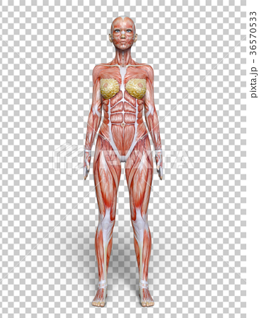 女性人体模型 图库插图