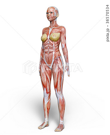 Illustration of female muscles from the front - Stock Illustration  [72770253] - PIXTA
