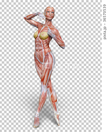 Female human body model Female human body model 36570539
