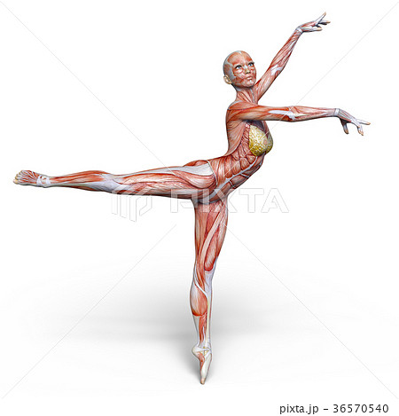 女性人体模型 36570540