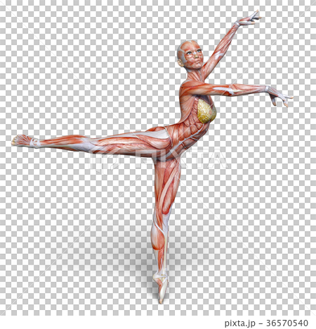 女性人体模型 36570540