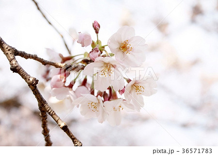 桜 36571783