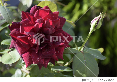 薔薇 一輪の薔薇 深紅の薔薇 情熱の花 愛の花 紅いバラ の写真素材 [36572027] - PIXTA