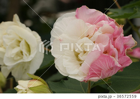 スイフヨウ 36572559