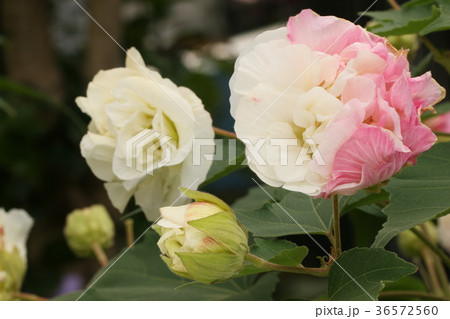 スイフヨウ スイフヨウ 36572560