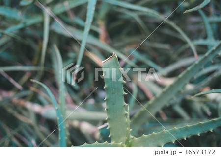 snapshot snapshot 36573172