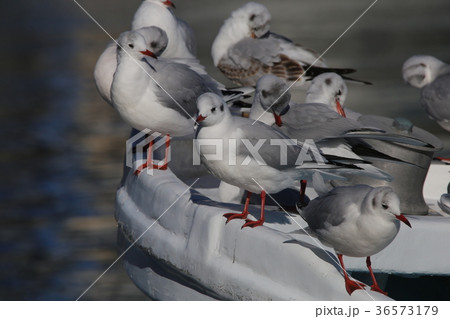 ユリカモメ ユリカモメ 36573179