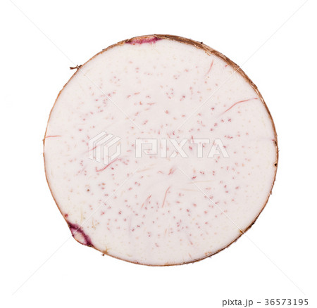 taro roots on white background taro roots on white background 36573195