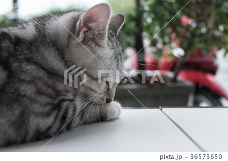 Cat relaxing on the couch in colorful 36573650