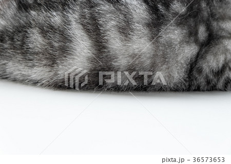 close-up cat fur texture, grey color close-up cat fur texture, grey color 36573653