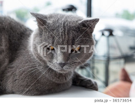 Cat relaxing on the couch in colorful Cat relaxing on the couch in colorful 36573654