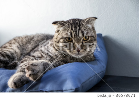 Cat relaxing on the couch in colorful Cat relaxing on the couch in colorful 36573671