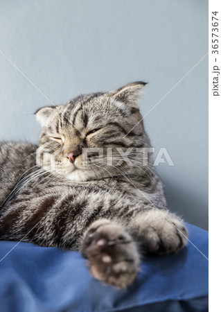 Cat relaxing on the couch in colorful 36573674