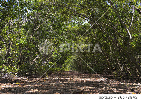 Path in Mangrove forest 36573845
