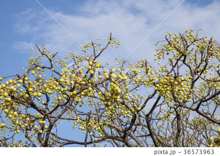 栴檀　栴檀の実　 36573963