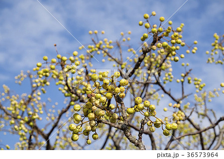 栴檀　栴檀の実　 36573964