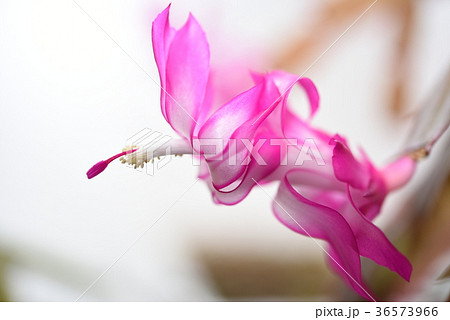 シャコバサボテン開花 シャコバサボテン開花 36573966