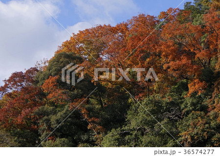 赤色紅葉　山景 36574277