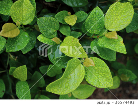 濡れた植物 36574493