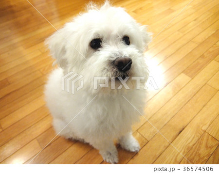 ボロニーズのお願い 36574506