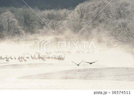 樹氷に囲まれたねぐらから飛び立つタンチョウ（北海道・鶴居） 36574511