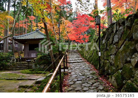 滋賀県、湖東三山・金剛輪寺 36575165