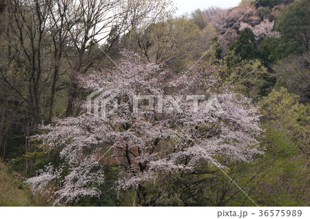 高乗寺の桜は八王子市初沢 高乗寺の桜は八王子市初沢 36575989