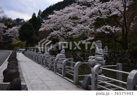 高乗寺の桜は八王子市初沢 36575993