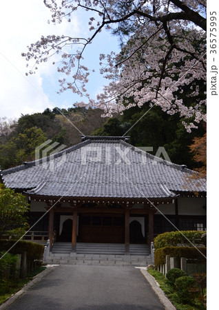 高乗寺の桜は八王子市初沢 36575995