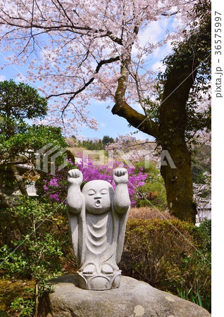 高乗寺の桜は八王子市初沢 36575997