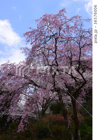 高乗寺の桜は八王子市初沢 36576006