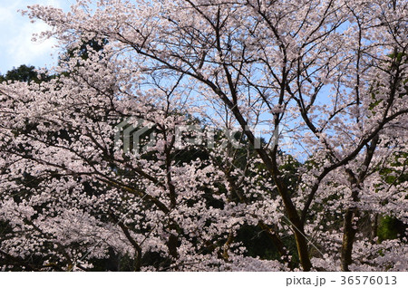 高乗寺の桜は八王子市初沢 高乗寺の桜は八王子市初沢 36576013